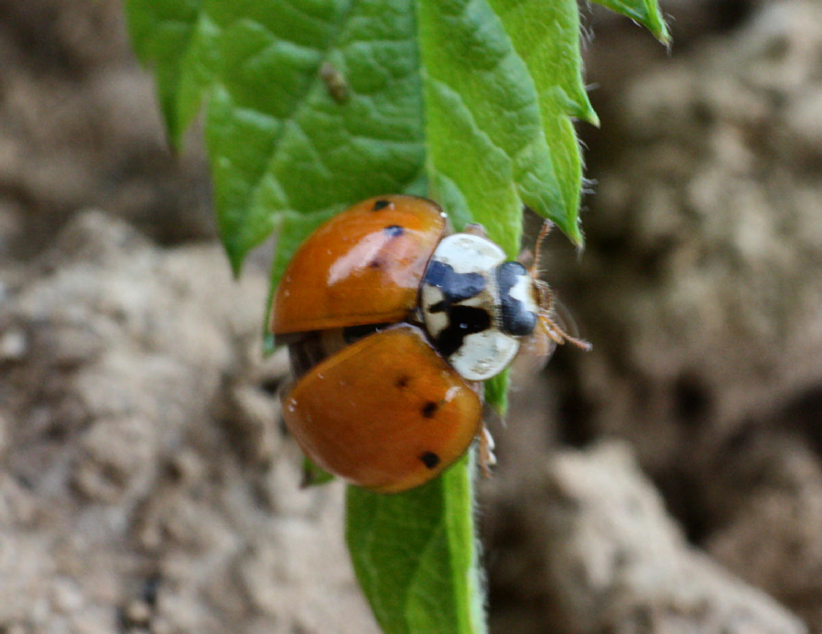 Harmonia axyridis - slavata ?